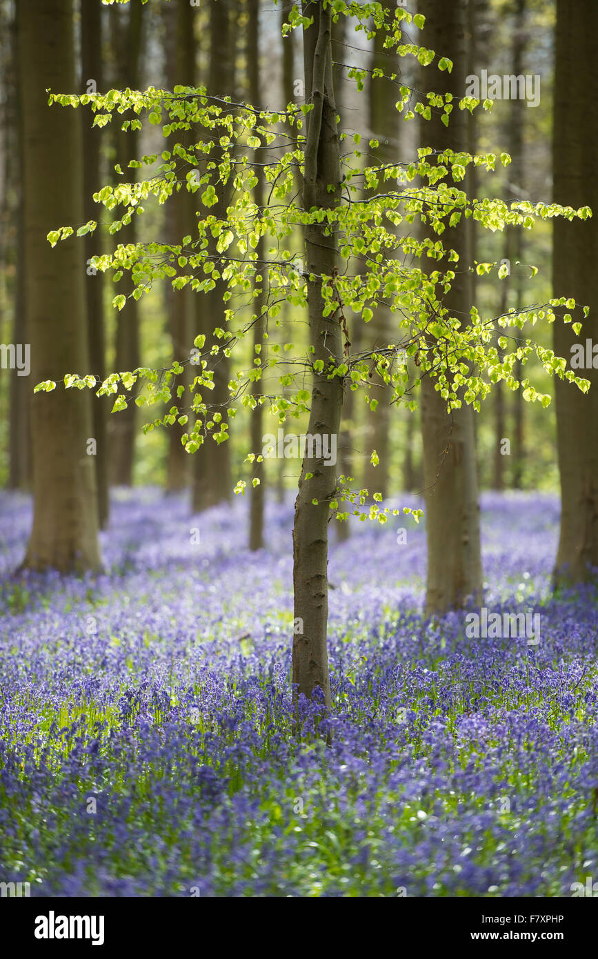 Frühling am Hallerbos mit blühenden Glockenblumen, Halle, Flämisch Brabant Provinz, Belgien Stockfoto