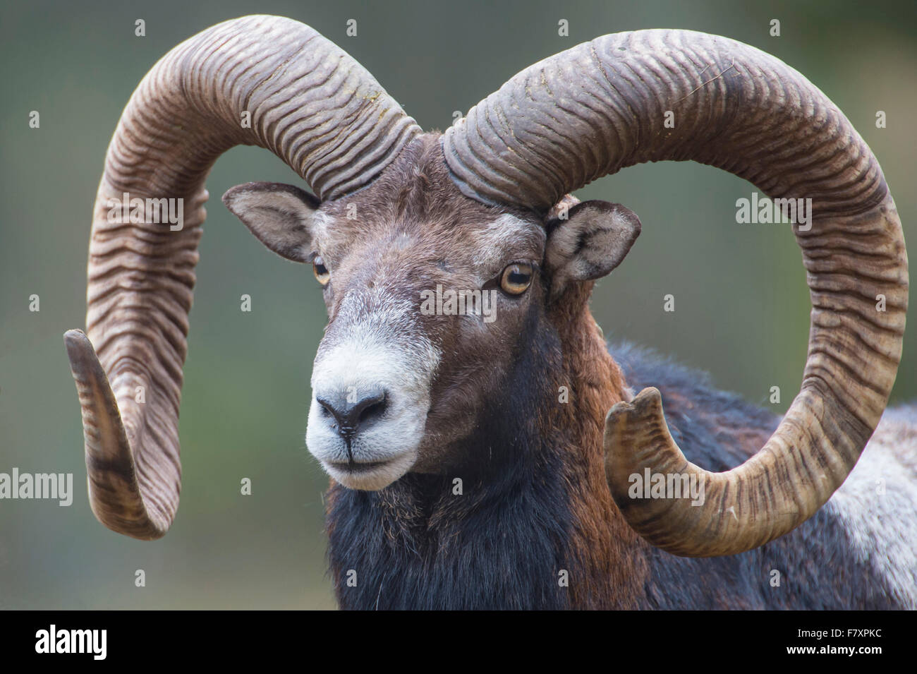 Mufflon Ovis Orientalis, Niedersachsen, Deutschland Stockfoto