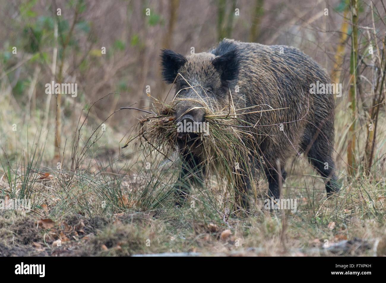 wilde Sau im Tierheim, Sus Scrofa, Teutoburger Wald, Niedersachsen, Deutschland Stockfoto