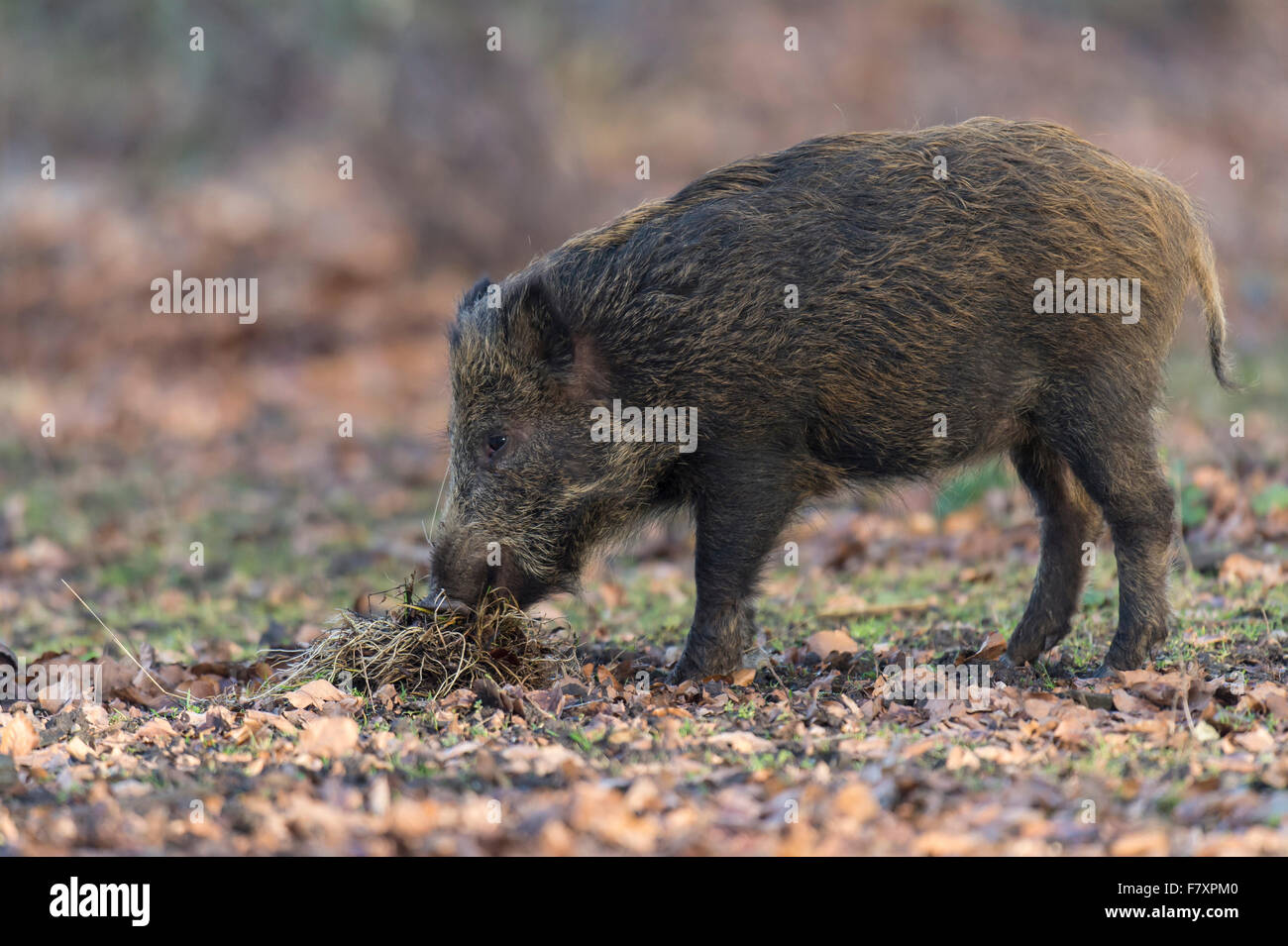 Wildschwein, Sus Scrofa, Teutoburger Wald, Niedersachsen, Deutschland Stockfoto