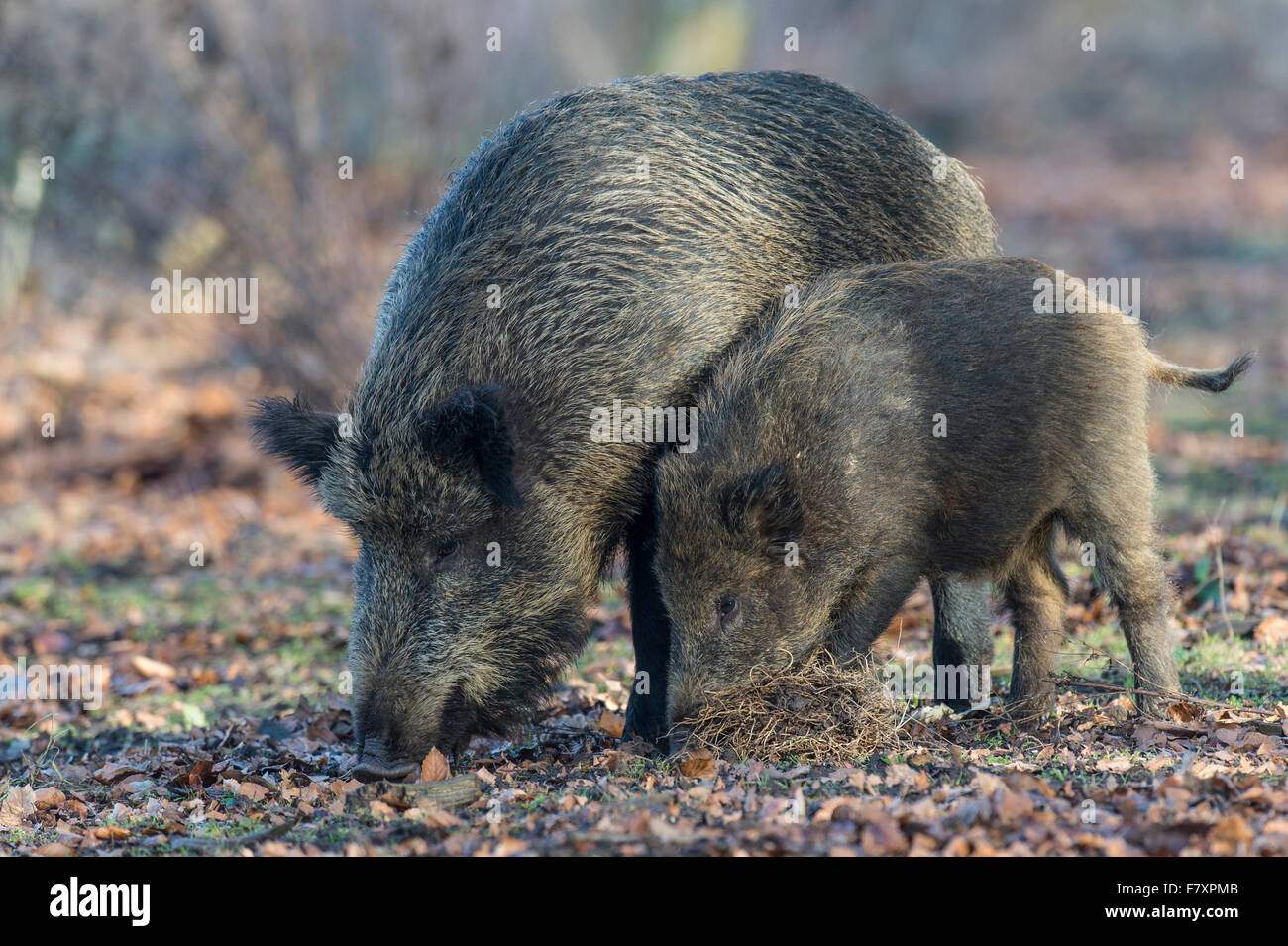 wilde Sau und Wildschwein, Sus Scrofa, Teutoburger Wald, Niedersachsen, Deutschland Stockfoto