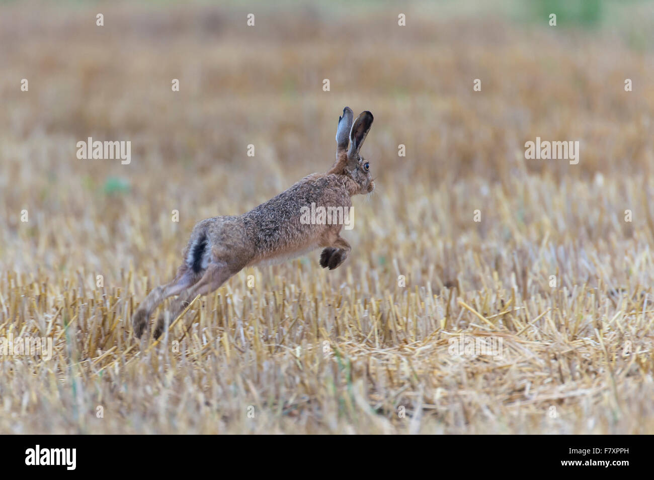 Feldhase Lepus europaeus Stockfoto