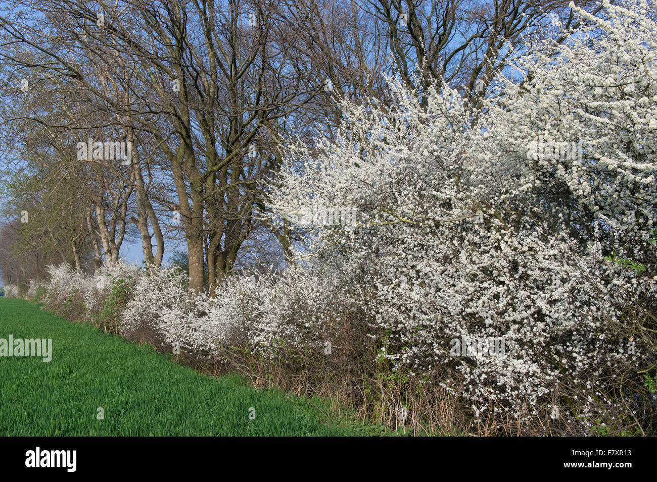 blühende Hecke Schlehe (Prunus Spinosa), Oldenburger Münsterland, Niedersachsen, Deutschland Stockfoto