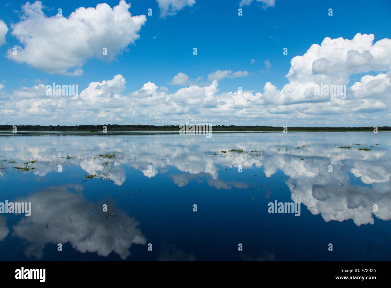 Weiße Sommerwolken im oberen Myakka See im Myakka River State Park in Sarasota Florida Stockfoto