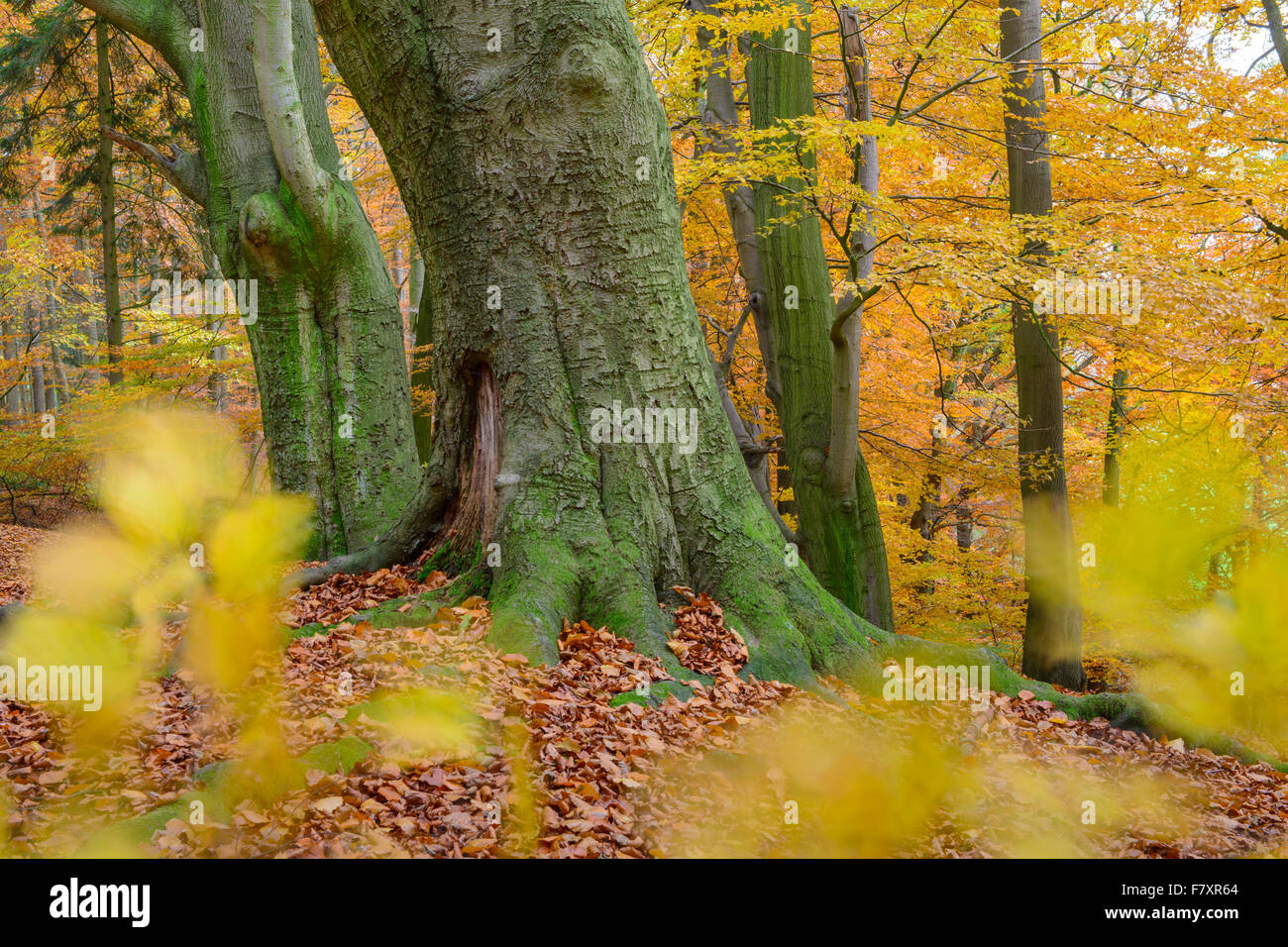 Herbst in einen Buchenwald am Hunte Fluss in der Nähe von Doetlingen, Landkreis Oldenburg, Niedersachsen, Deutschland Stockfoto