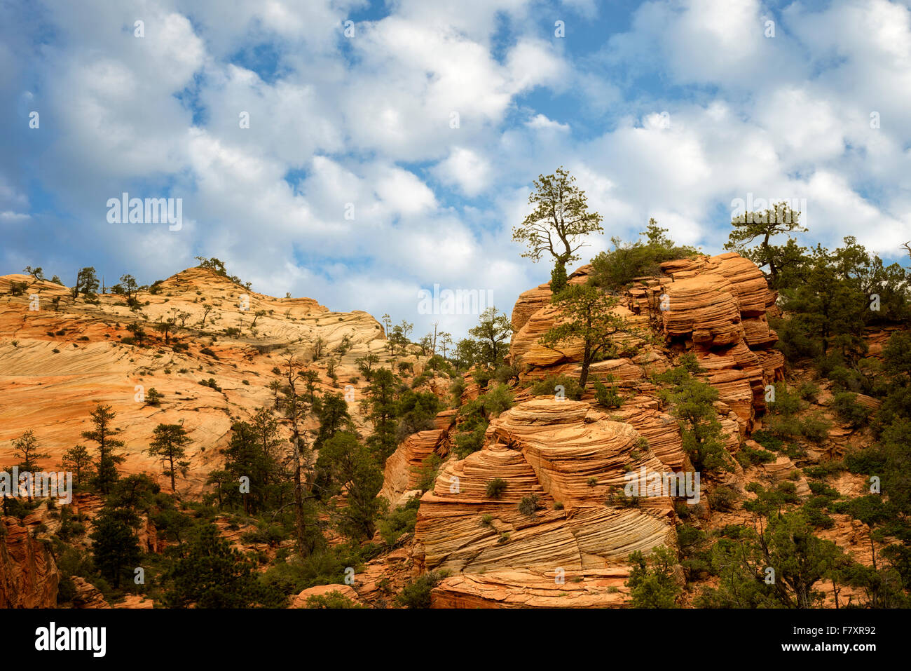 Blick auf die Felsformationen im Zion Nationalpark, Utah Stockfoto