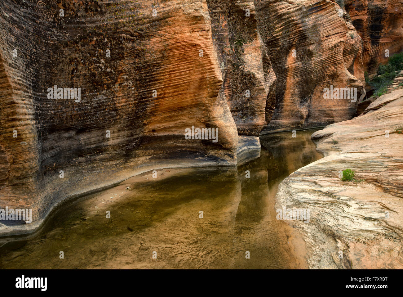 Saisonale Bachbett mit Wasser und Reflexion. Zion Nationalpark, UT Stockfoto