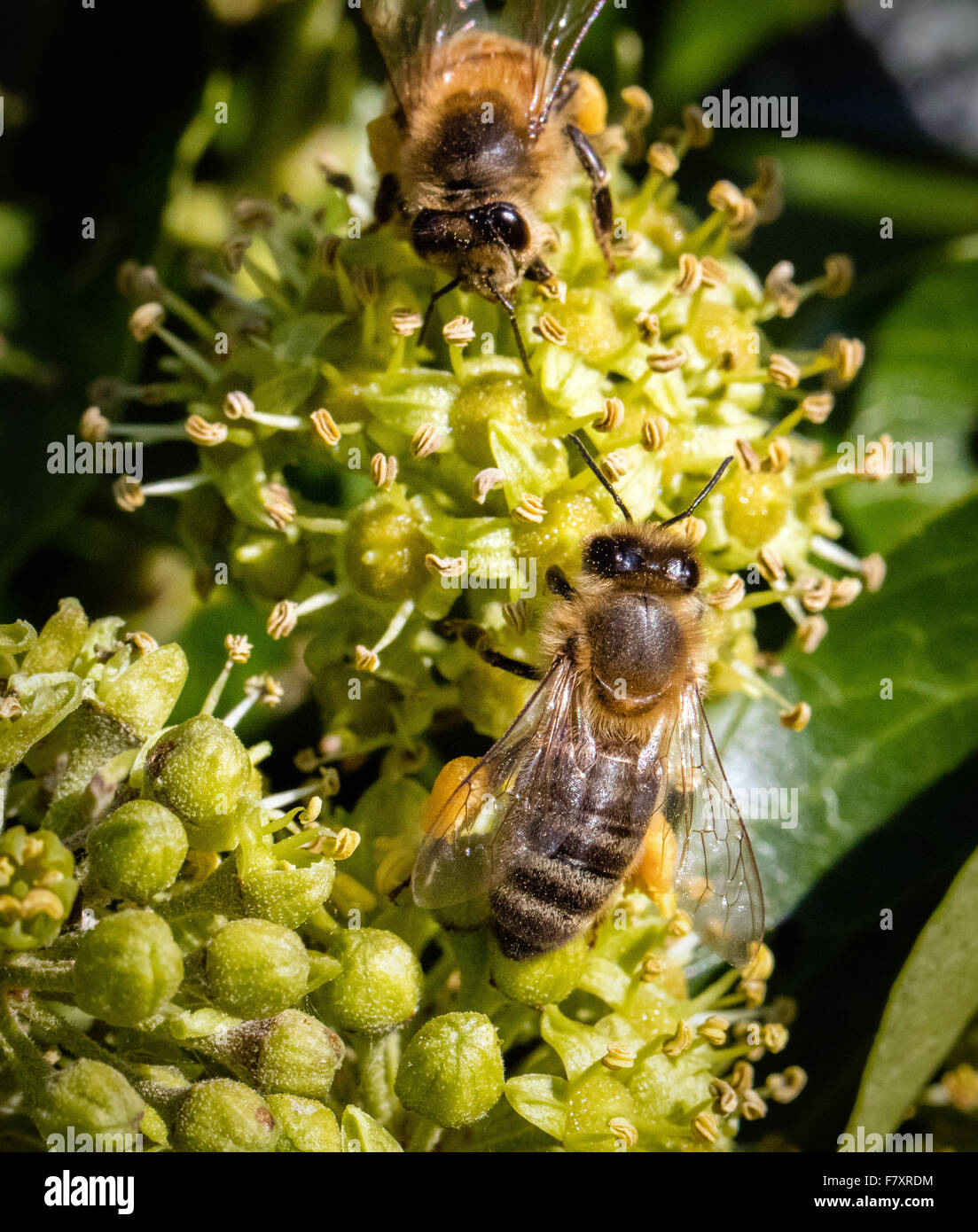 Honigbiene Apis Mellifera mit voller Pollen Säcke Fütterung auf Ivy Blumen UK Stockfoto