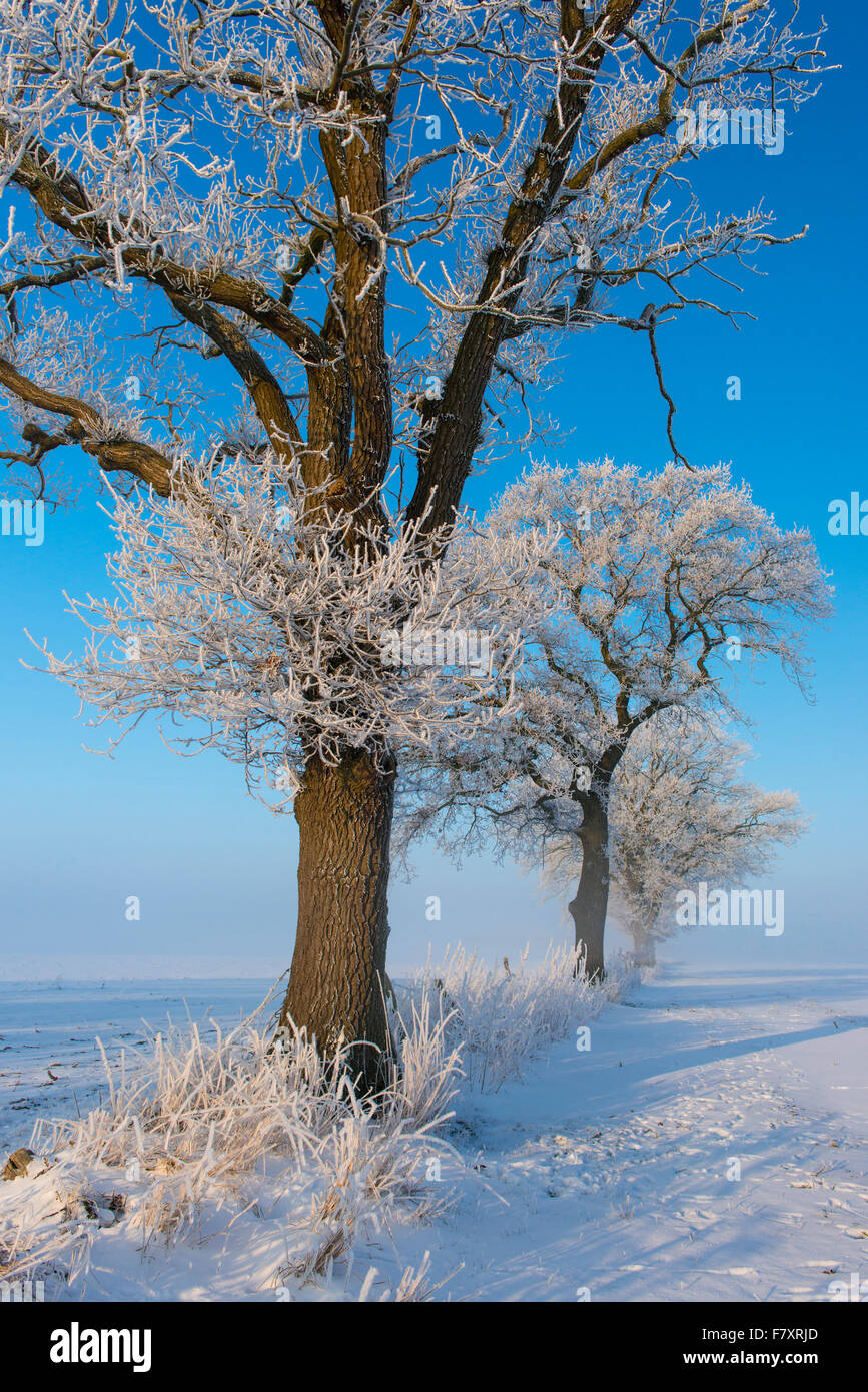 Eiche im Winter, Landkreis Vechta, Niedersachsen, Deutschland Stockfoto