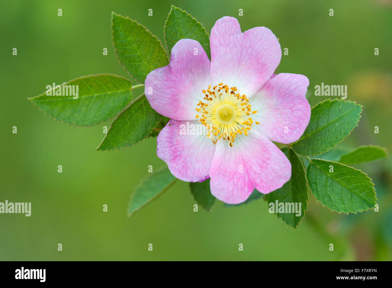 Heckenrose Blüte, Rosa corymbifera Stockfoto