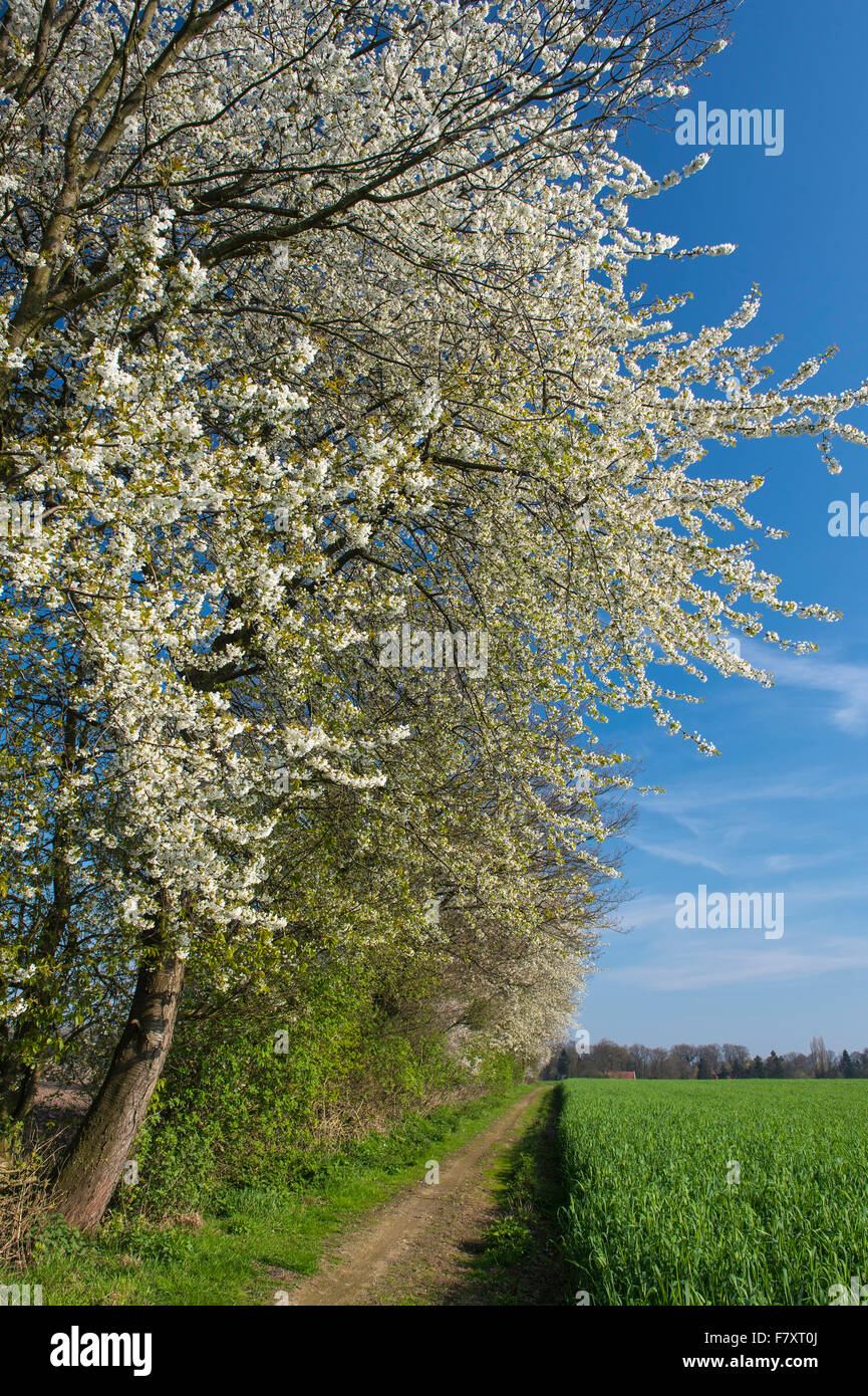 blühenden Kirschbaum an einen Hedge-Bank, Oldenburger Münsterland, Niedersachsen, Deutschland Stockfoto