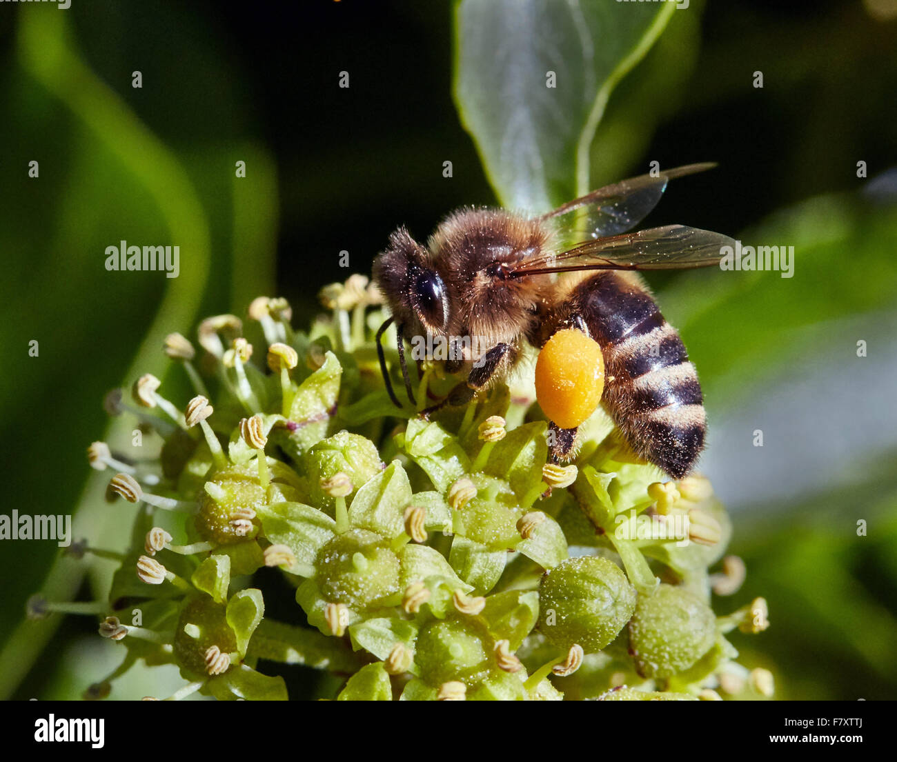 Honigbiene Apis Mellifera mit voller Pollen Säcke Fütterung auf Ivy Blumen UK Stockfoto