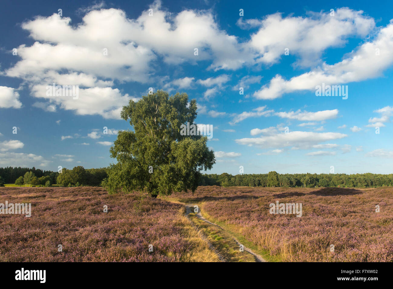 Weg durch die Heide, Pestruper Gräberfeld, Wildeshausen, Niedersachsen, Deutschland Stockfoto