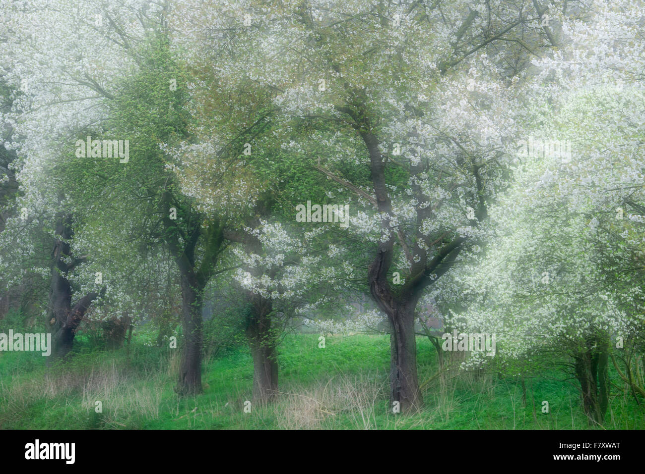 blühende Kirschbäume in Bakum, Kreis Vechta, Niedersachsen, Deutschland Stockfoto