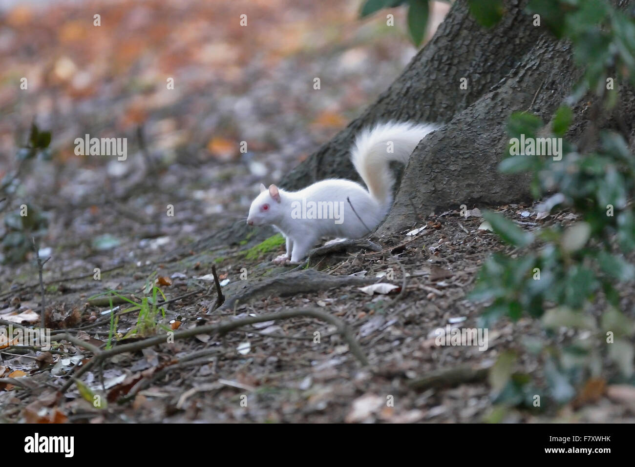 Hastings, England. 3. Dezember 2015. Eine sehr seltene albino Eichhörnchen im Alexandra Park, Hastings, East Sussex, England entdeckt Stockfoto