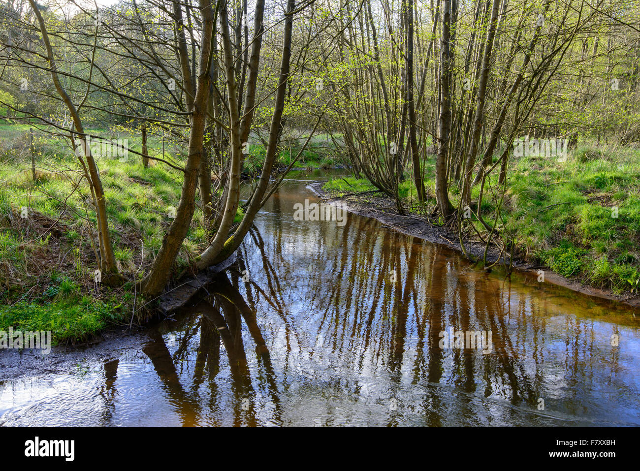 die Aue in der Nähe von Visbek, Kreis Vechta, Niedersachsen, Deutschland Stockfoto