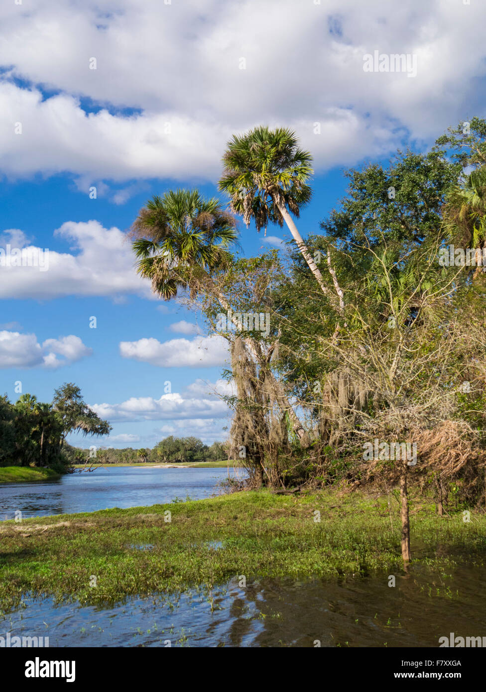 Peace River in der Nähe von Arcadia Florida Stockfoto