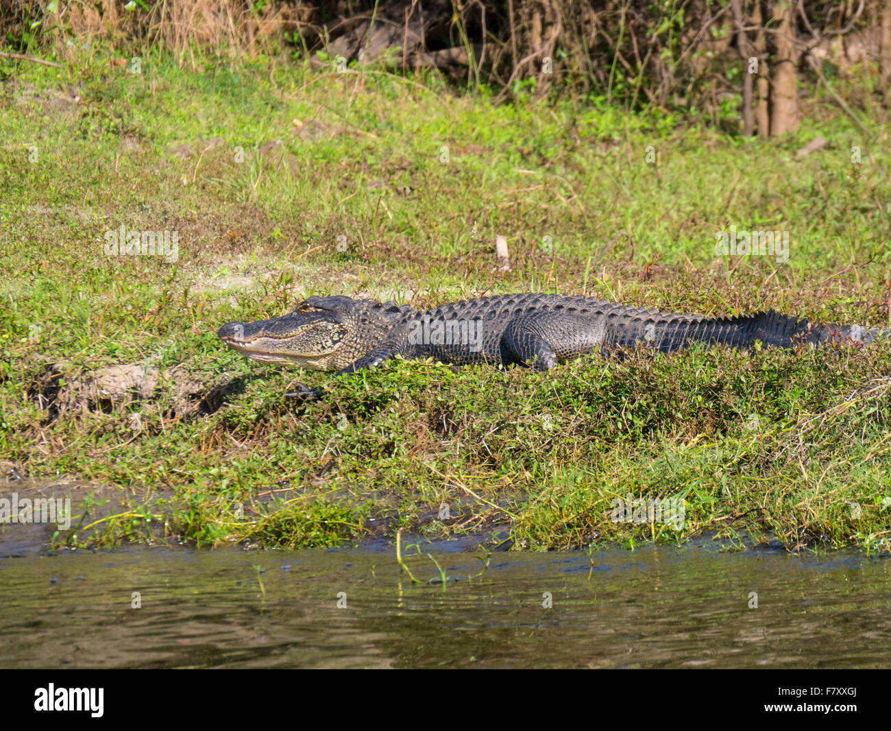 Alligator am Ufer in Peace River in der Nähe von Arcadia Florida Stockfoto