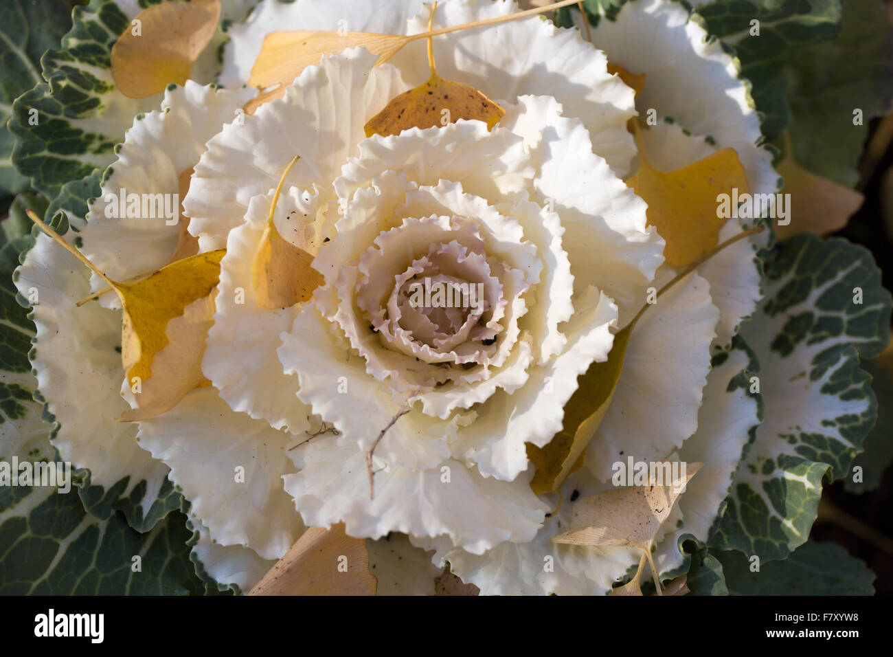 Zierpflanzen Kohl oder blühender Grünkohl blühen in den Herbst. Stockfoto