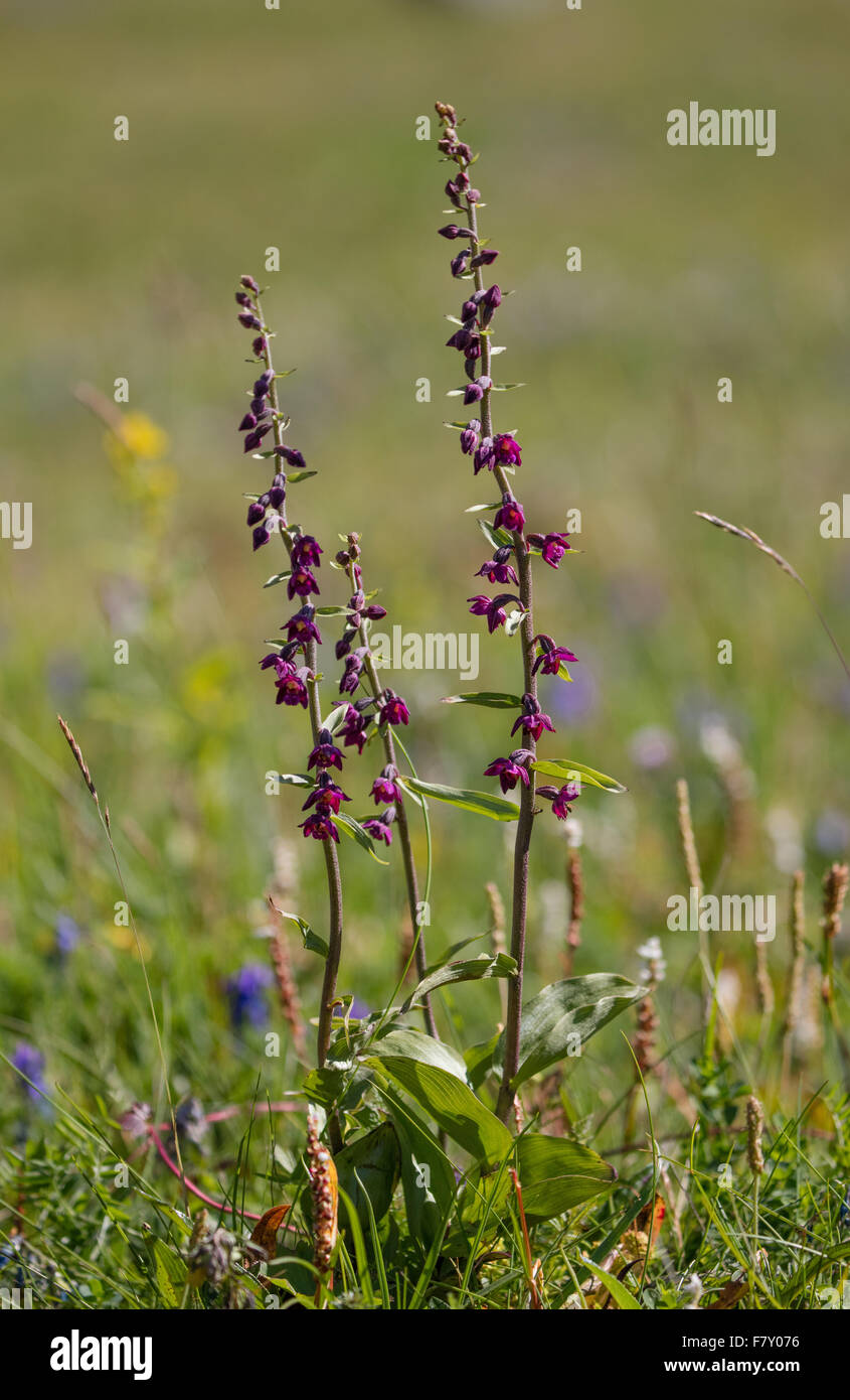 Dark Red Helleborine Epipactis Atrorubens Orchidee wachsen auf Sanddünen an der Spitze der Bunes Strand auf den westlichen Inseln der Lofoten Stockfoto