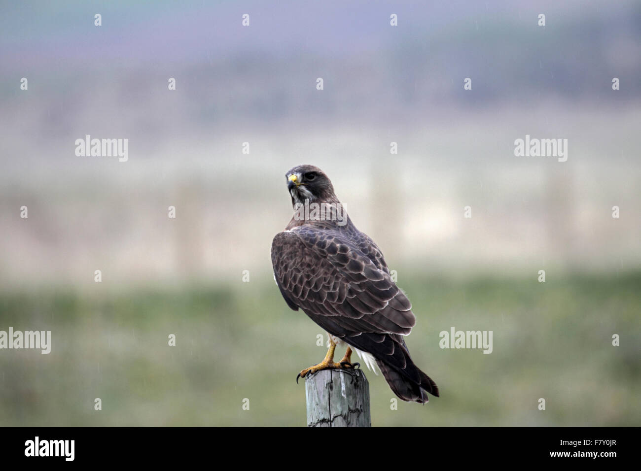 Red tailed Hawk thront auf Post in Alberta, Kanada Stockfoto