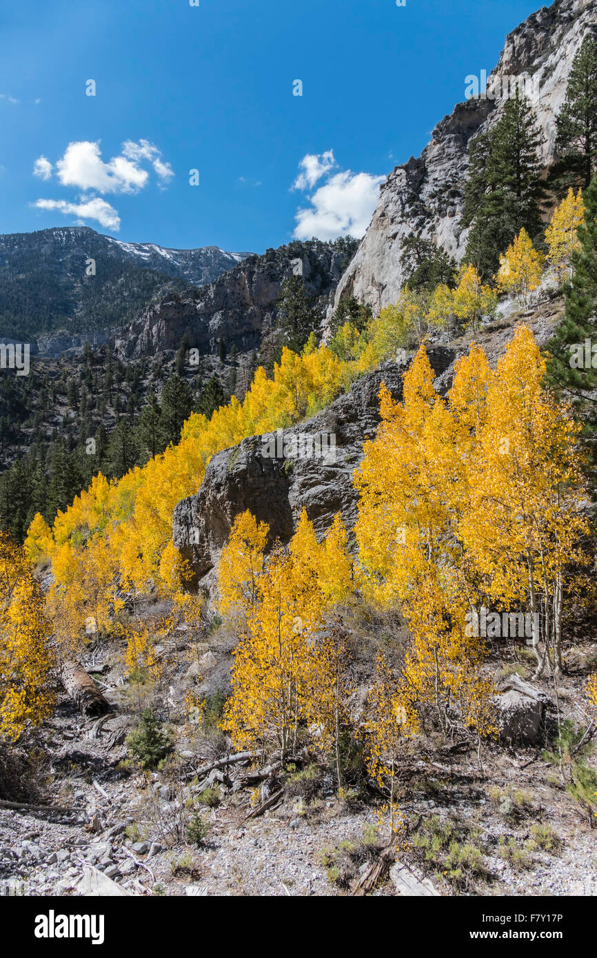 Nevada Espen in Mt Charleston eine Stunde nördlich von Las Vegas. Stockfoto