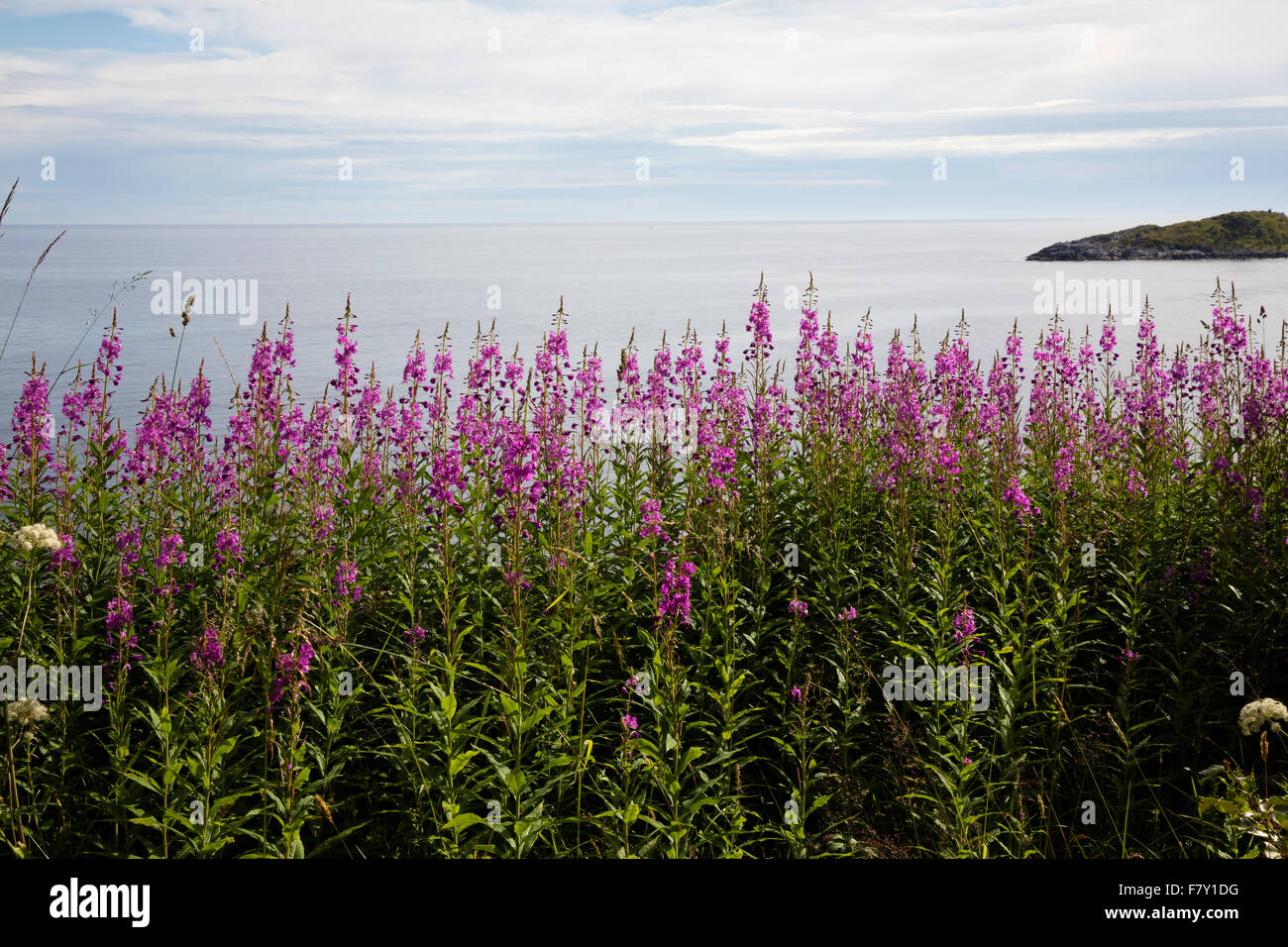 Rose Bay Willow Herb cChamerion Angustifolium auf unebenem Gelände über dem Ozean in Moskenes im norwegischen Lofoten Inseln wachsen Stockfoto