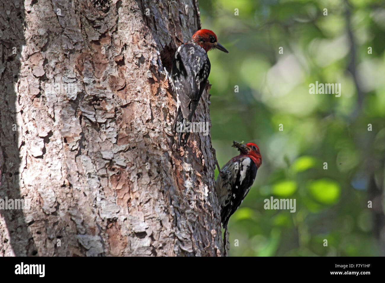 Red-breasted Sapsucker paar jungen am Nest Loch im Kiefer in BC Kanada füttert Stockfoto