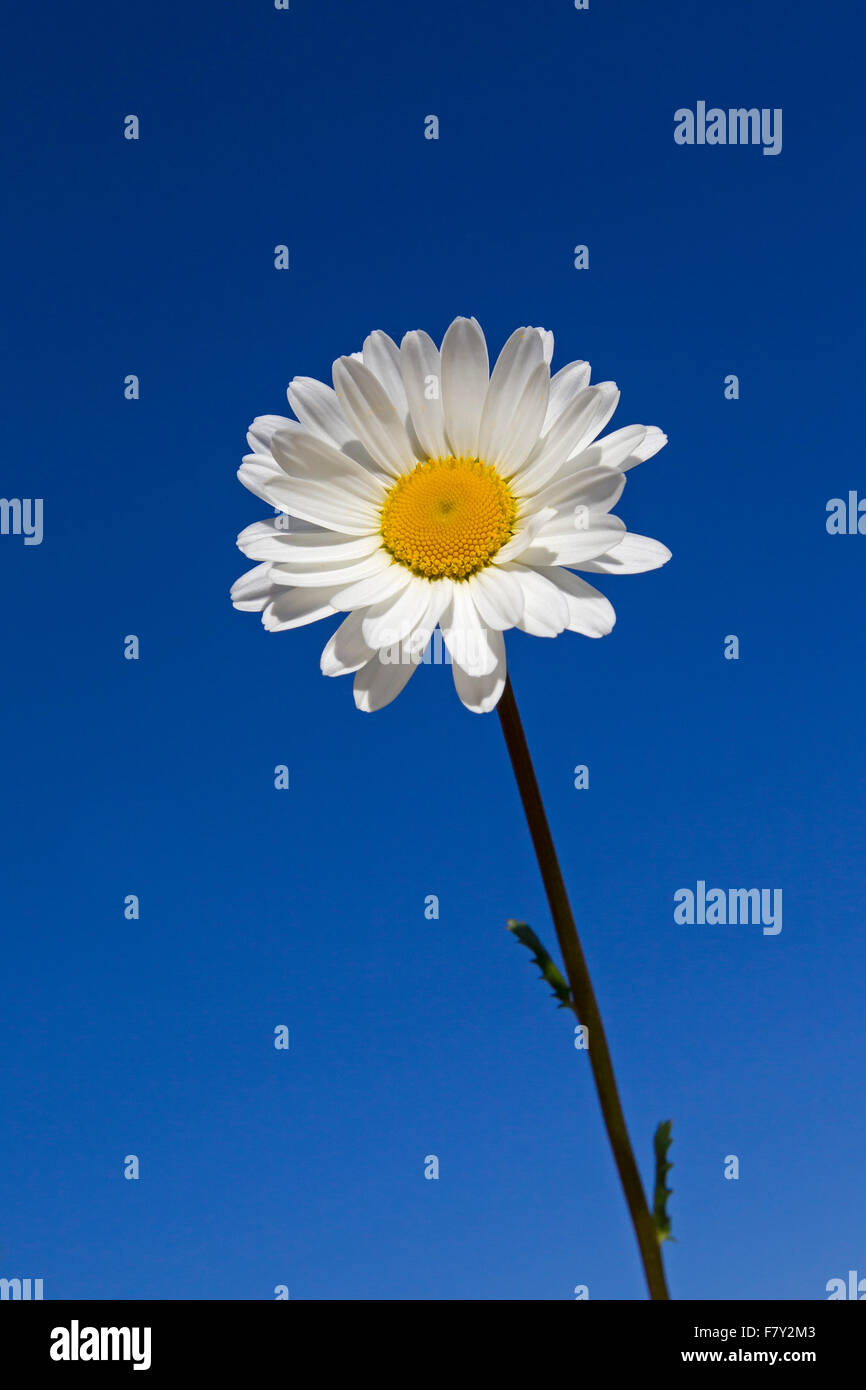 Ochsen-Auge Daisy / Oxeye Daisy (Leucanthemum Vulgare / Chrysanthemum Leucanthemum) in Blüte vor blauem Himmel im Sommer Stockfoto