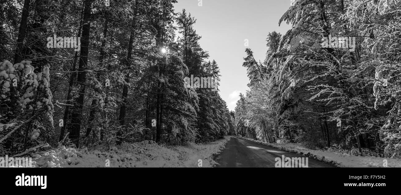 Brillante Sonnenschein am Morgen. Sonnenaufgang hinter schneebedeckten Tannen.  Hohen Winterwald entlang Landstraßen in Nordontario. Stockfoto