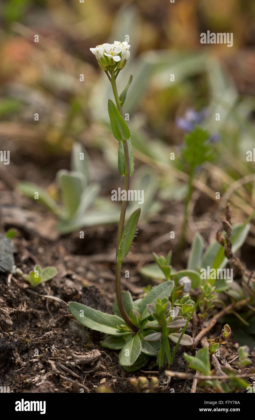 Ein Rock-Kresse, Arabis Allionii in den französischen Alpen, endemisch auf der Süd-West-Alpen. Stockfoto