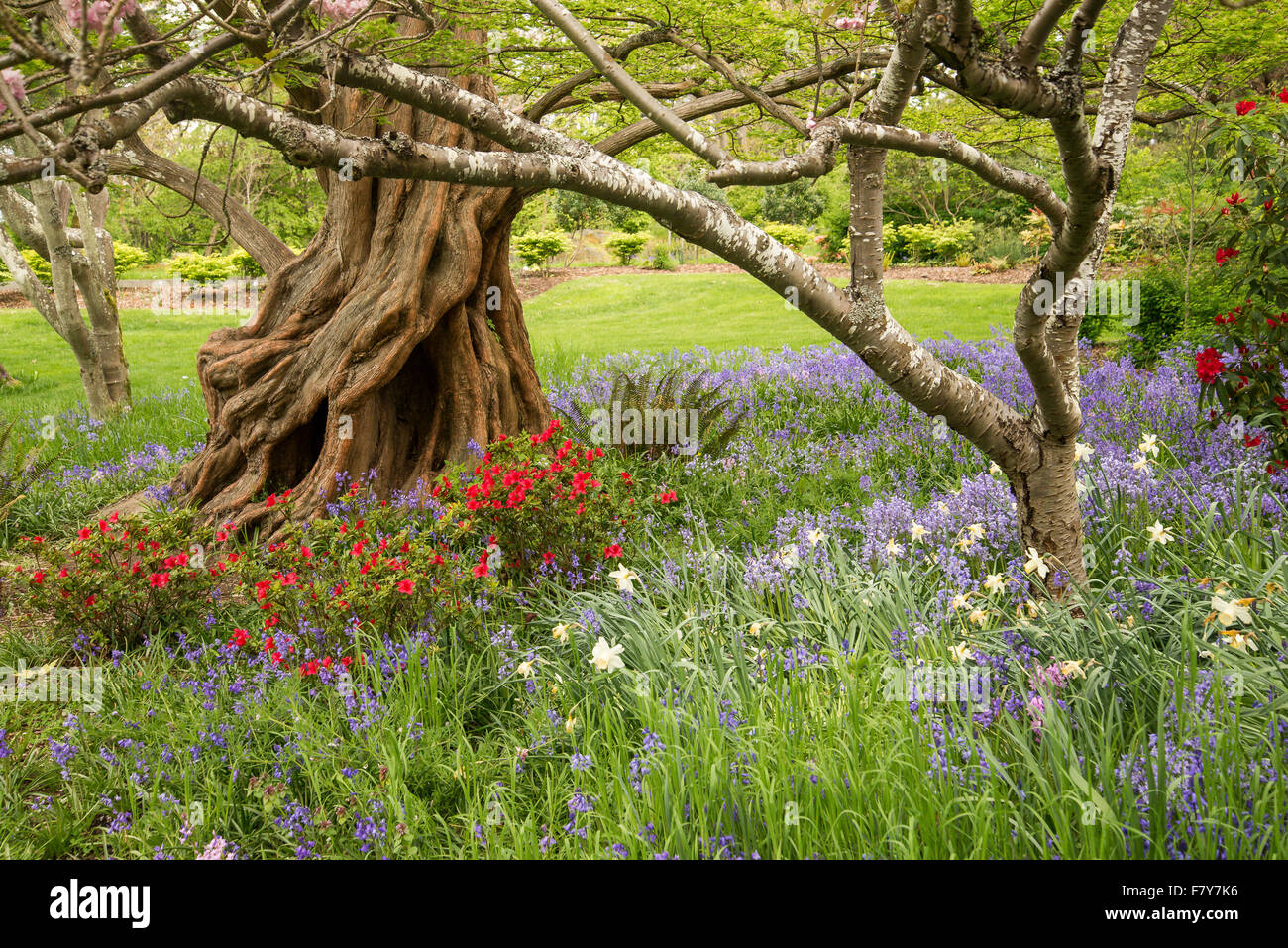 Dawn Redwood Tree Gartenblumen, Beacon Hill Park, Victoria, Britisch-Kolumbien, Kanada Stockfoto
