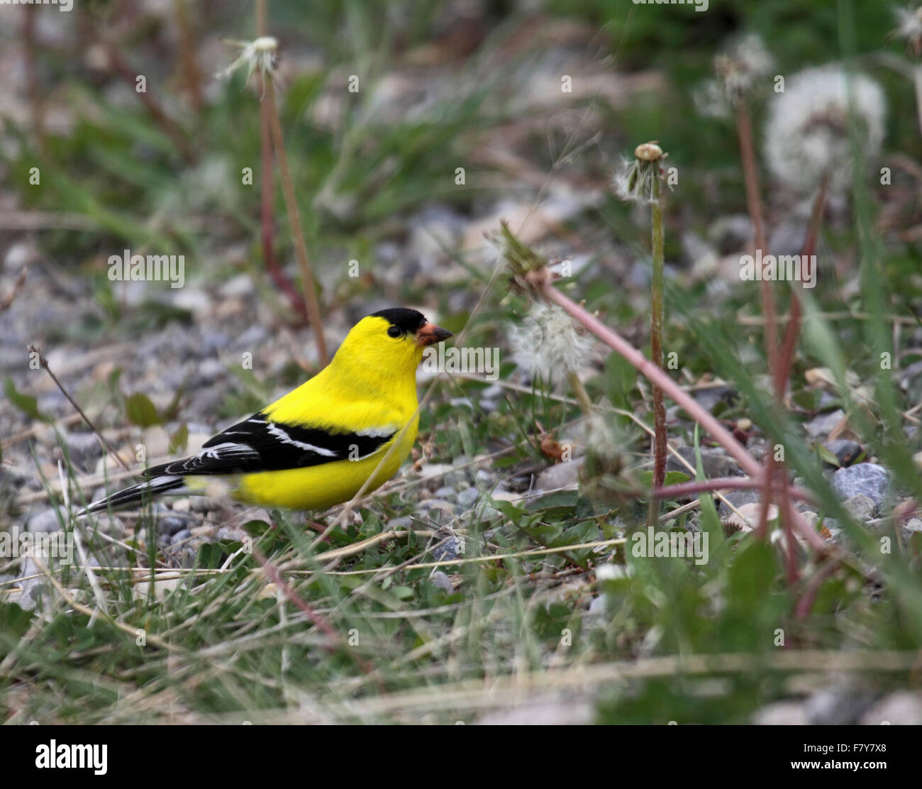 Amerikanische Stieglitz Männchen ernähren sich von Löwenzahnsamen in Alberta, Kanada Stockfoto