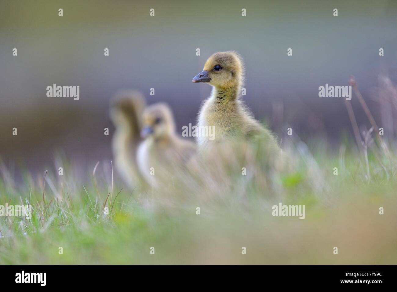 Graugans (Anser Anser), Küken, Gänsel Nahrungssuche in den Rasen Flatey Insel, Breidafjördur, Island Stockfoto