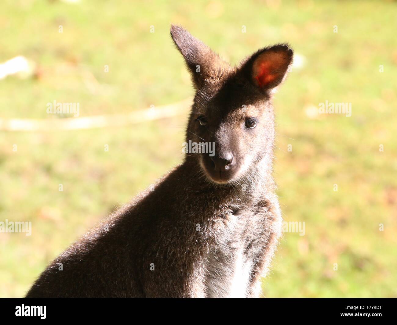 Nahaufnahme von einer australischen Ost / Tasmanian Red necked Wallaby oder Bennett Wallaby (Macropus Rufogriseus) Stockfoto