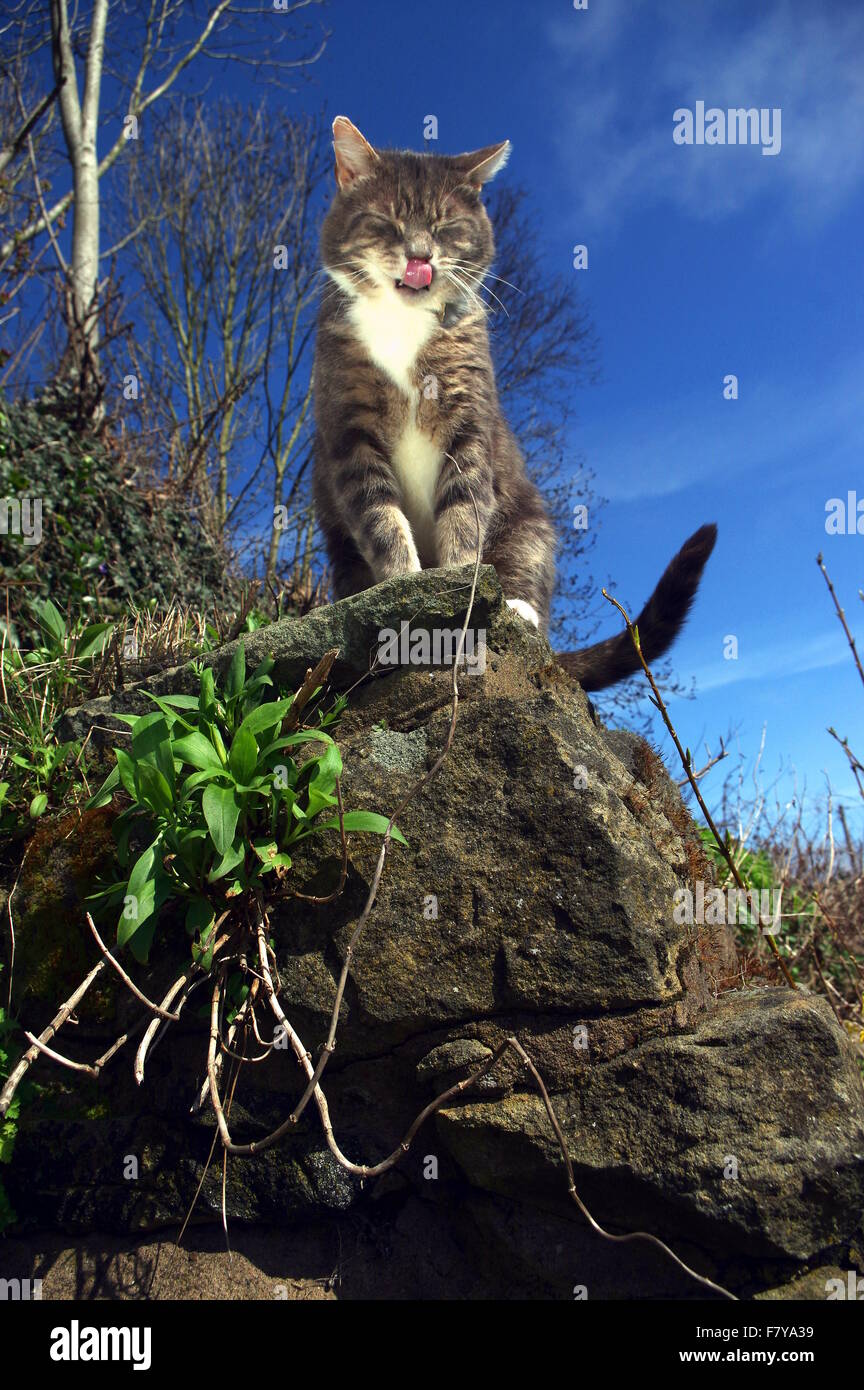Tabby Katze saß auf Steinmauer Stockfoto