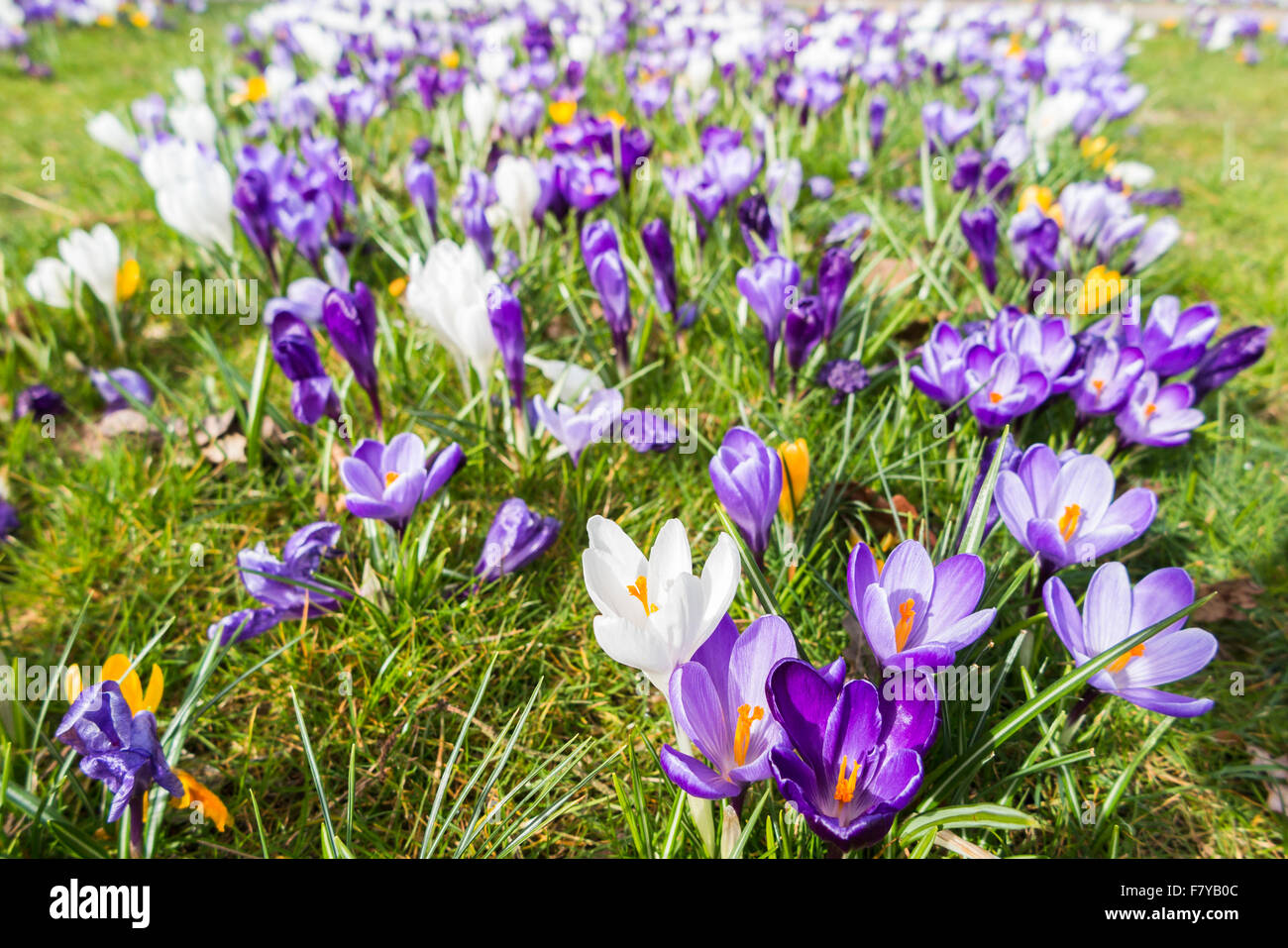 Lila und weiß Frühling Krokusse (Crocus Vernus) blühen im Frühling an der RHS Gärten, Wisley, Surrey, England, UK Stockfoto