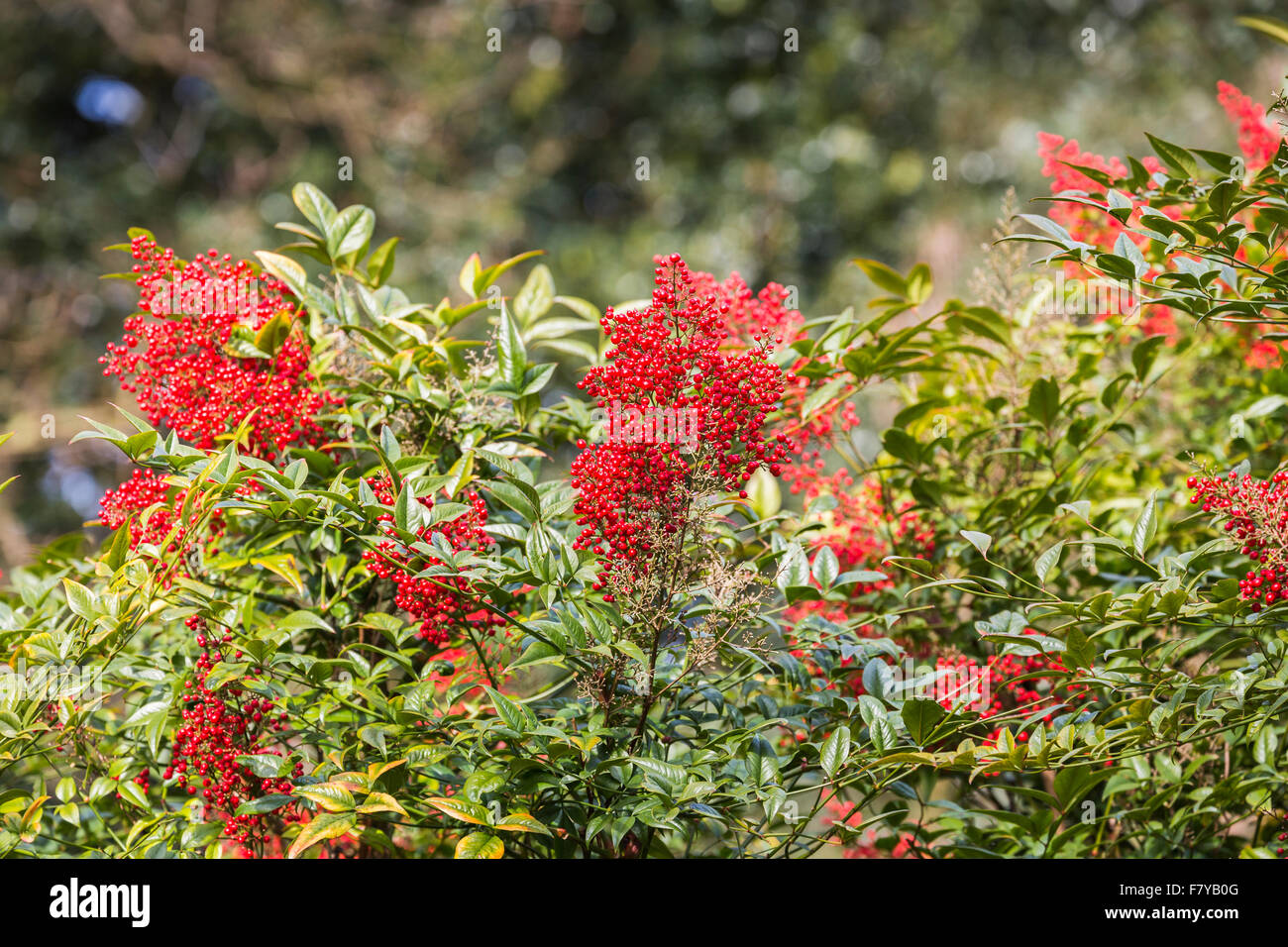 Rote Beeren von Nandina Domesticata "Richmond" im Frühjahr bei RHS Gärten Wisley, Surrey, UK Stockfoto