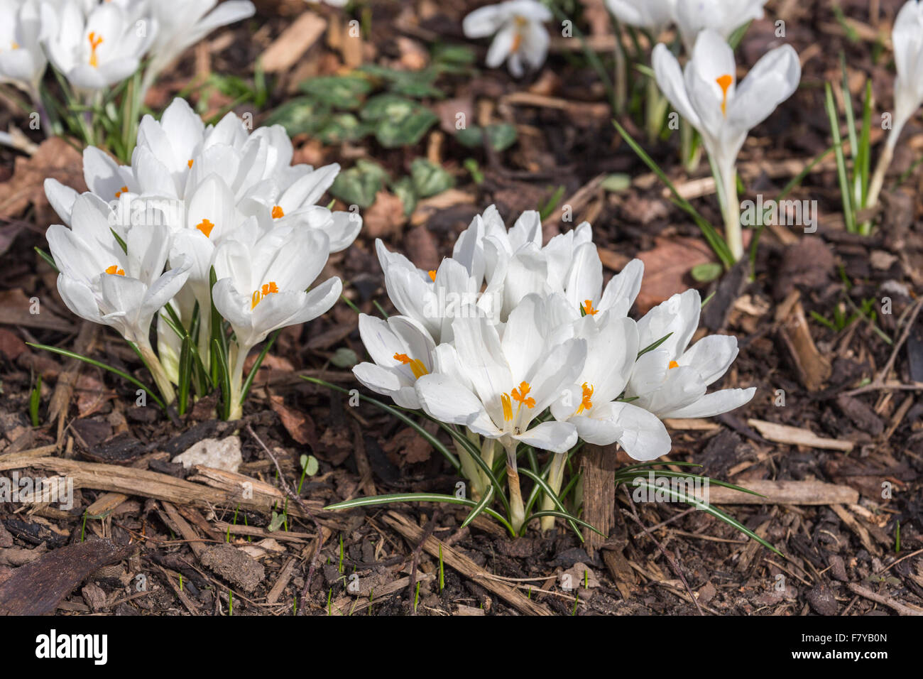 Weiße Feder Krokus "Jeanne d ' Arc" Blüte im Frühling bei RHS Gärten Wisley. Surrey, England, Vereinigtes Königreich Stockfoto