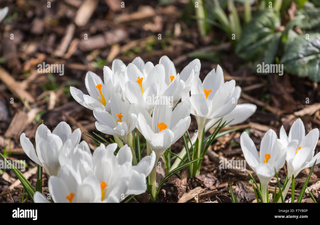 Weiße Feder Krokus "Jeanne d ' Arc" Blüte im Frühling bei RHS Gärten Wisley. Surrey, England, Vereinigtes Königreich Stockfoto