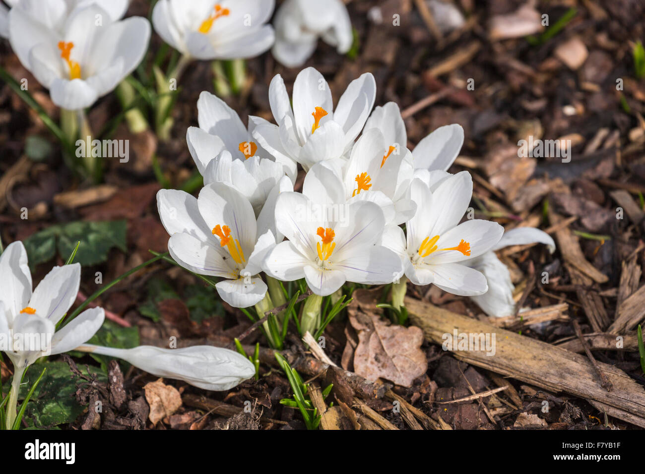 Weiße Feder Krokus "Jeanne d ' Arc" Blüte im Frühling bei RHS Gärten Wisley. Surrey, England, Vereinigtes Königreich Stockfoto