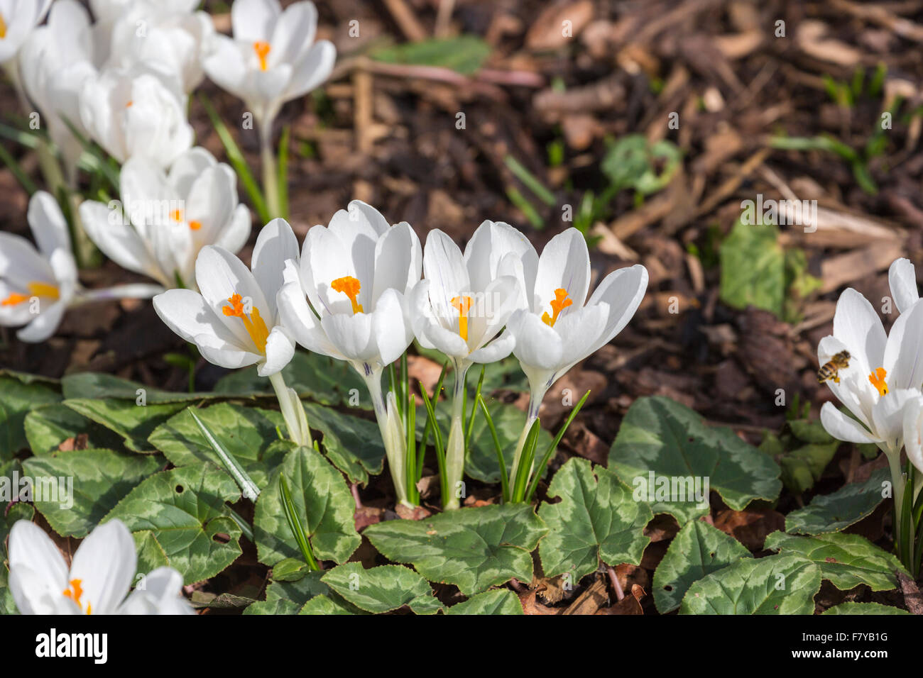 Weiße Feder Krokus "Jeanne d ' Arc" Blüte im Frühling bei RHS Gärten Wisley. Surrey, England, Vereinigtes Königreich Stockfoto