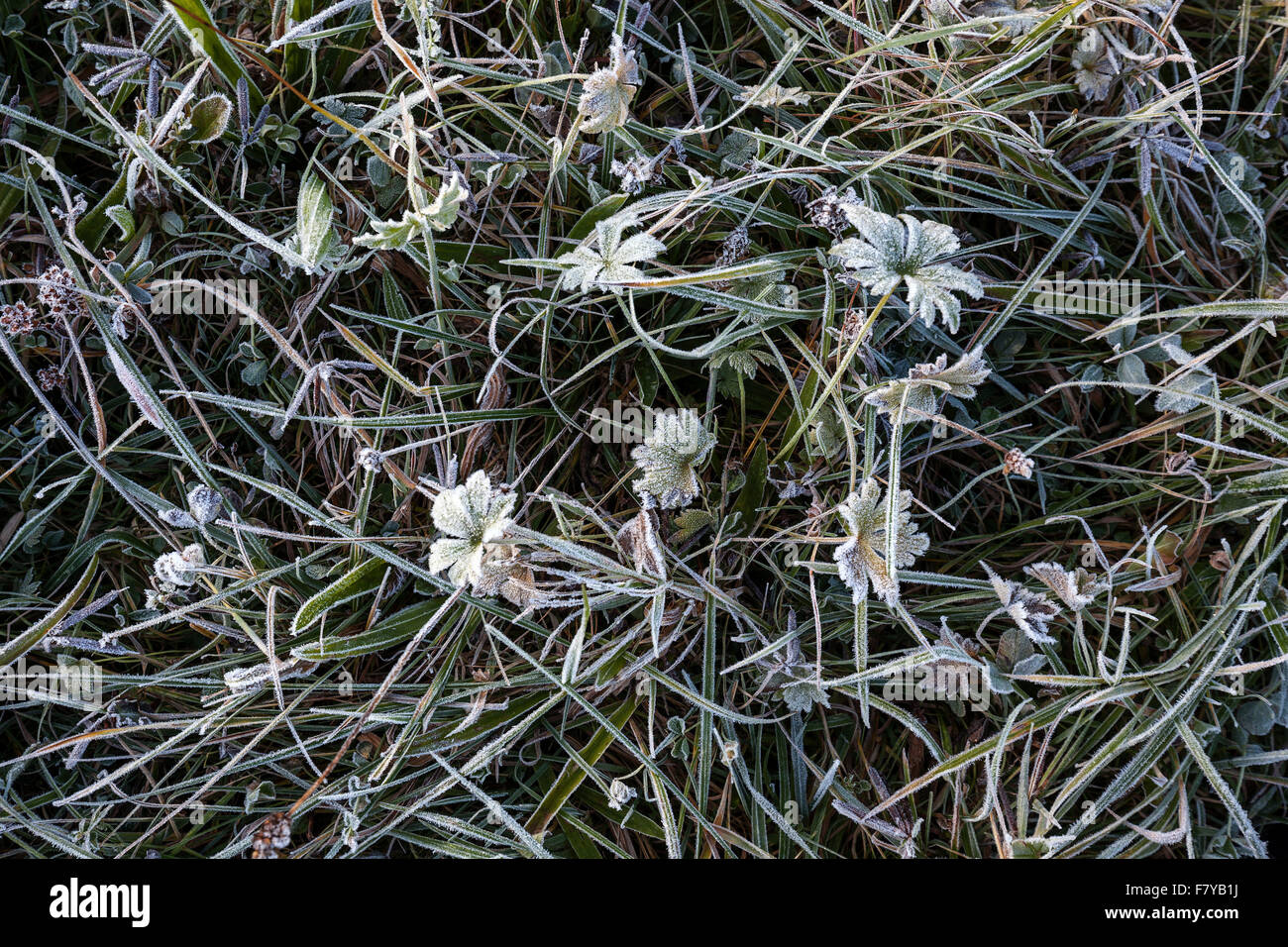 Gräser und Pflanzen auf einer Wiese, bedeckt mit Raureif, Bayern, Deutschland Stockfoto