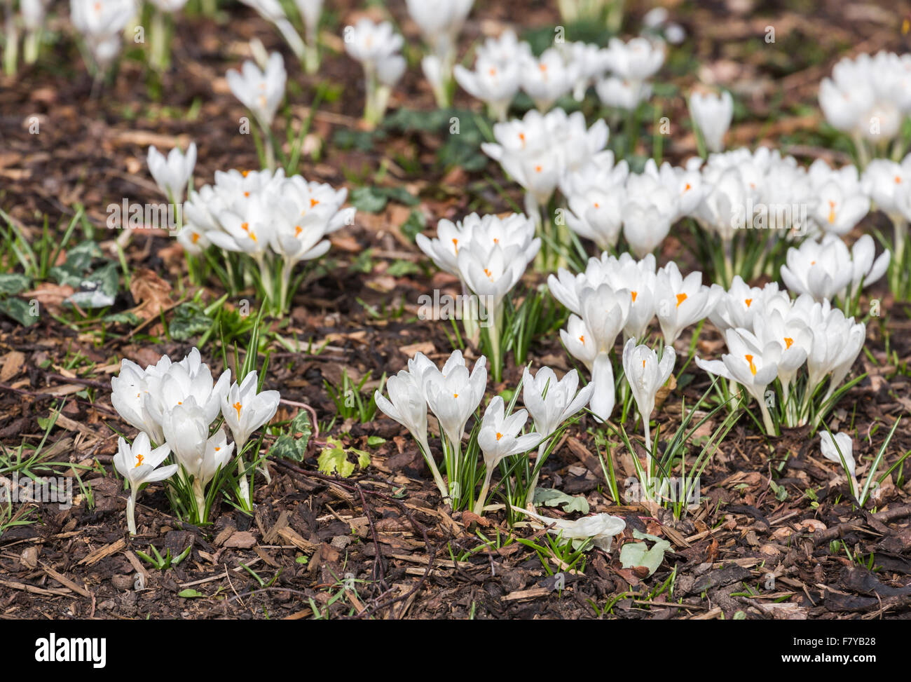 Weiße Feder Krokus "Jeanne d ' Arc" Blüte im Frühling bei RHS Gärten Wisley. Surrey, England, Vereinigtes Königreich Stockfoto