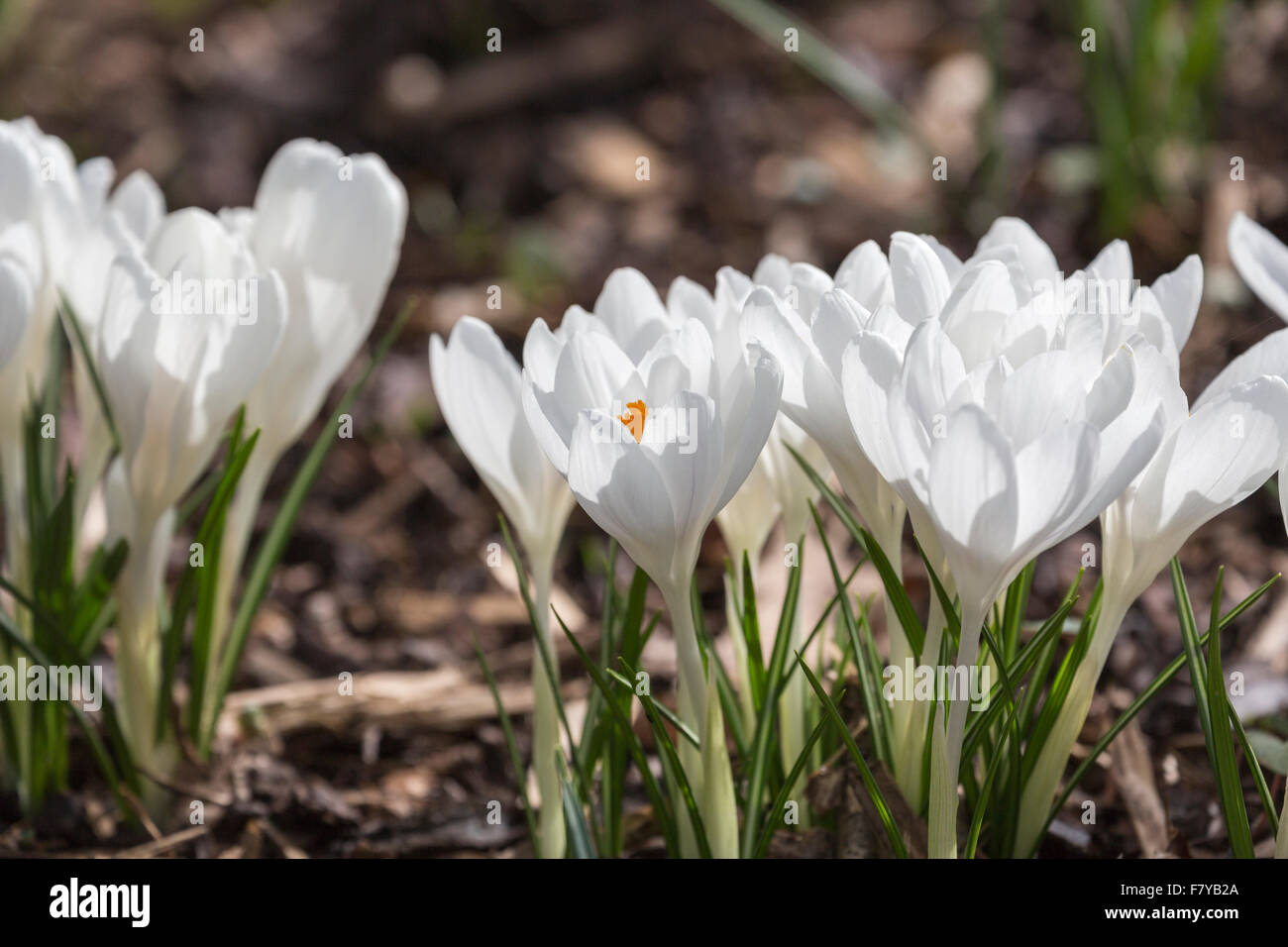 Weiße Feder Krokus "Jeanne d ' Arc" Blüte im Frühling bei RHS Gärten Wisley. Surrey, England, Vereinigtes Königreich Stockfoto