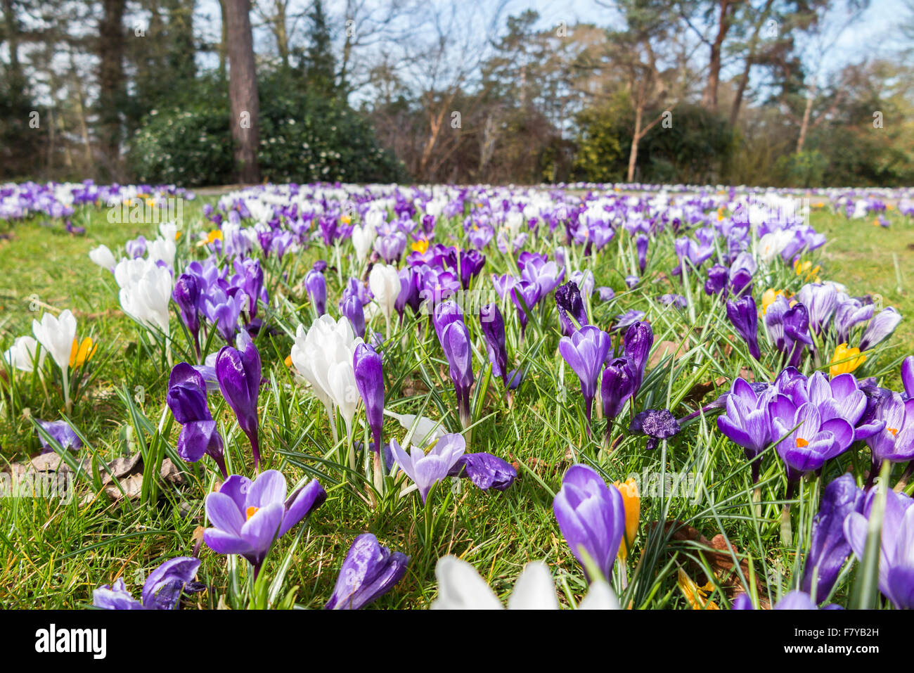 Lila und weiß Frühling Krokusse (Crocus Vernus) blühen im Frühling an der RHS Gärten, Wisley, Surrey, England, UK Stockfoto