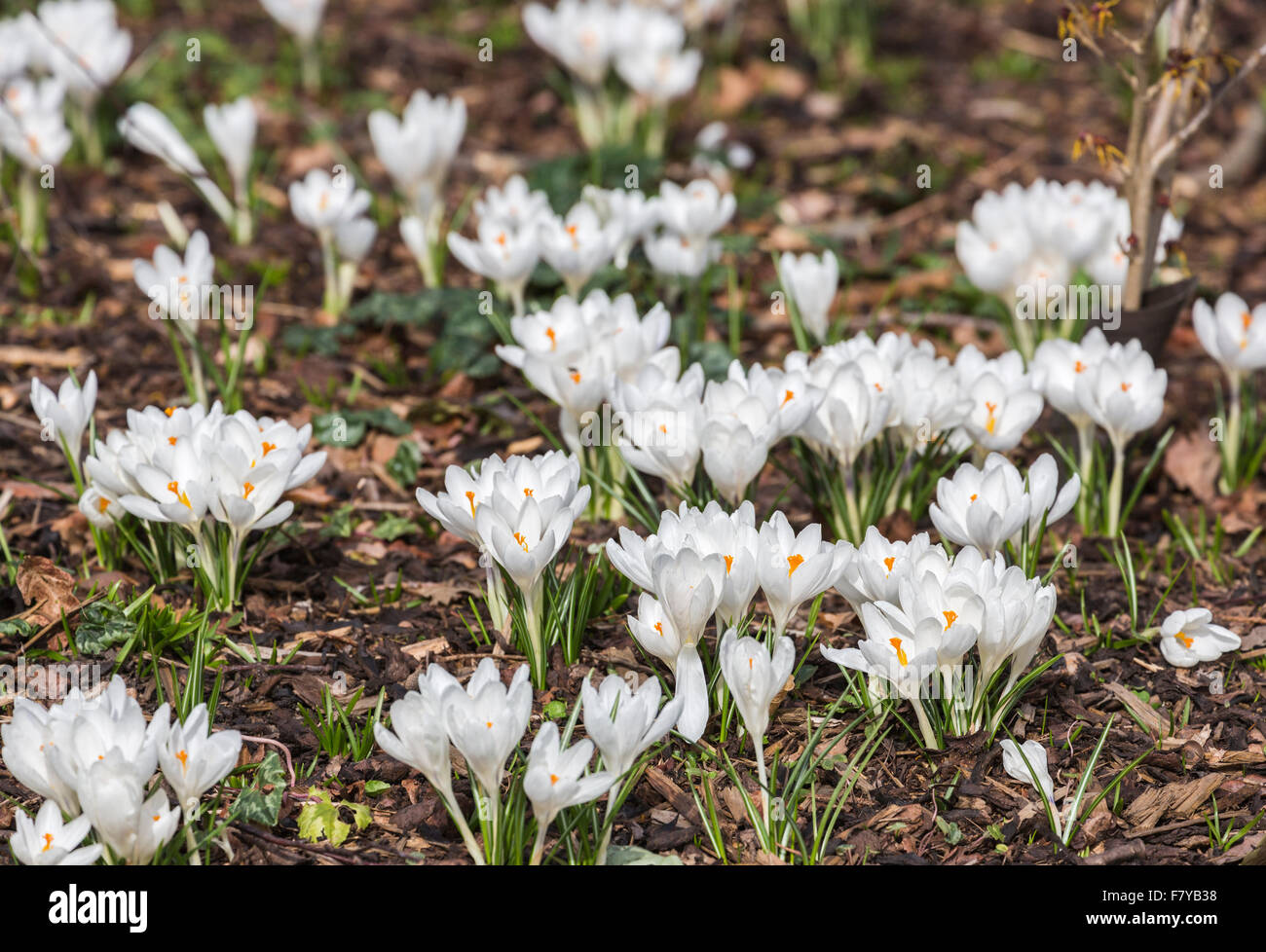 Weiße Feder Krokus "Jeanne d ' Arc" Blüte im Frühling bei RHS Gärten Wisley. Surrey, England, Vereinigtes Königreich Stockfoto