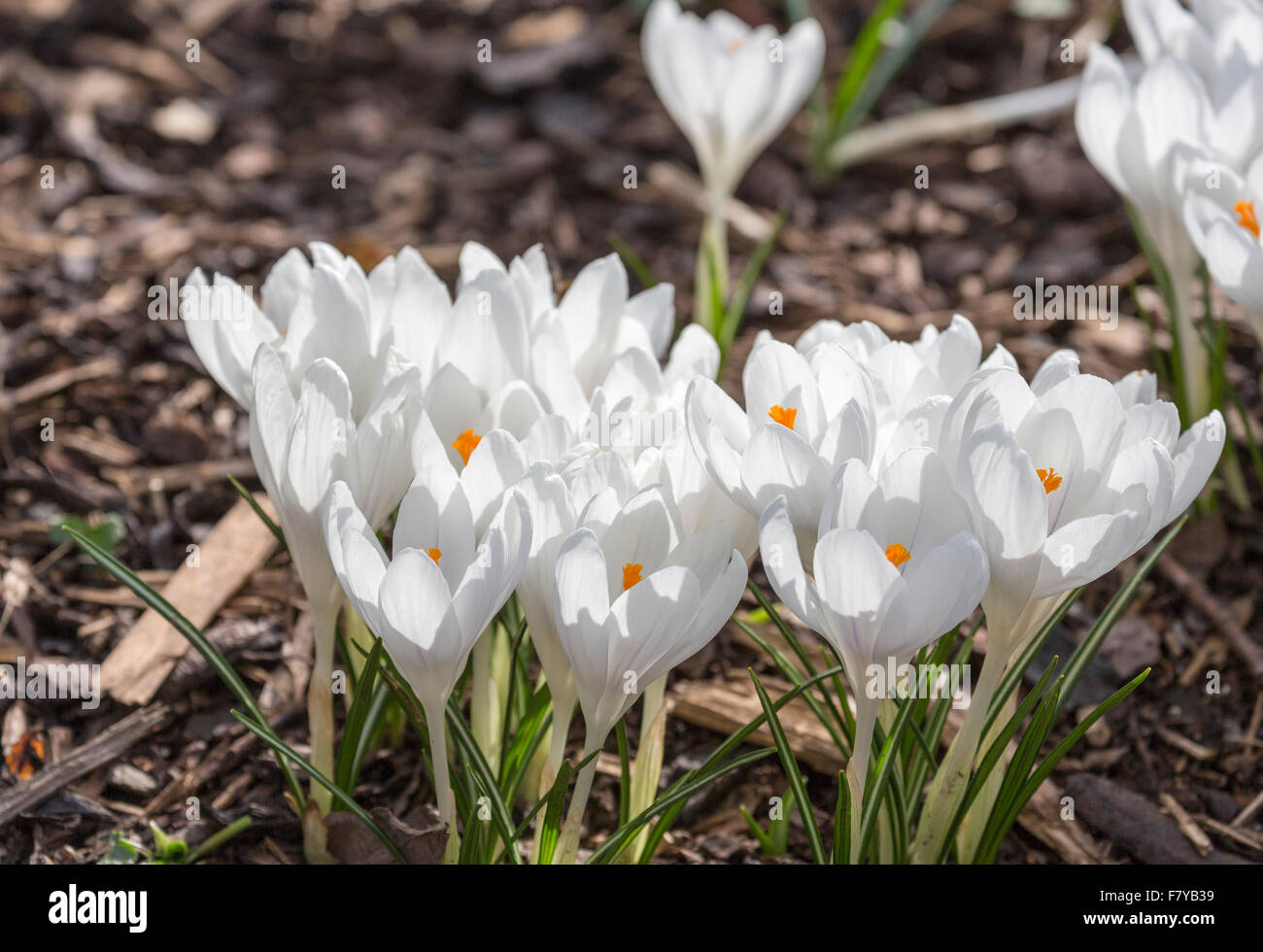 Weiße Feder Krokus "Jeanne d ' Arc" Blüte im Frühling bei RHS Gärten Wisley. Surrey, England, Vereinigtes Königreich Stockfoto