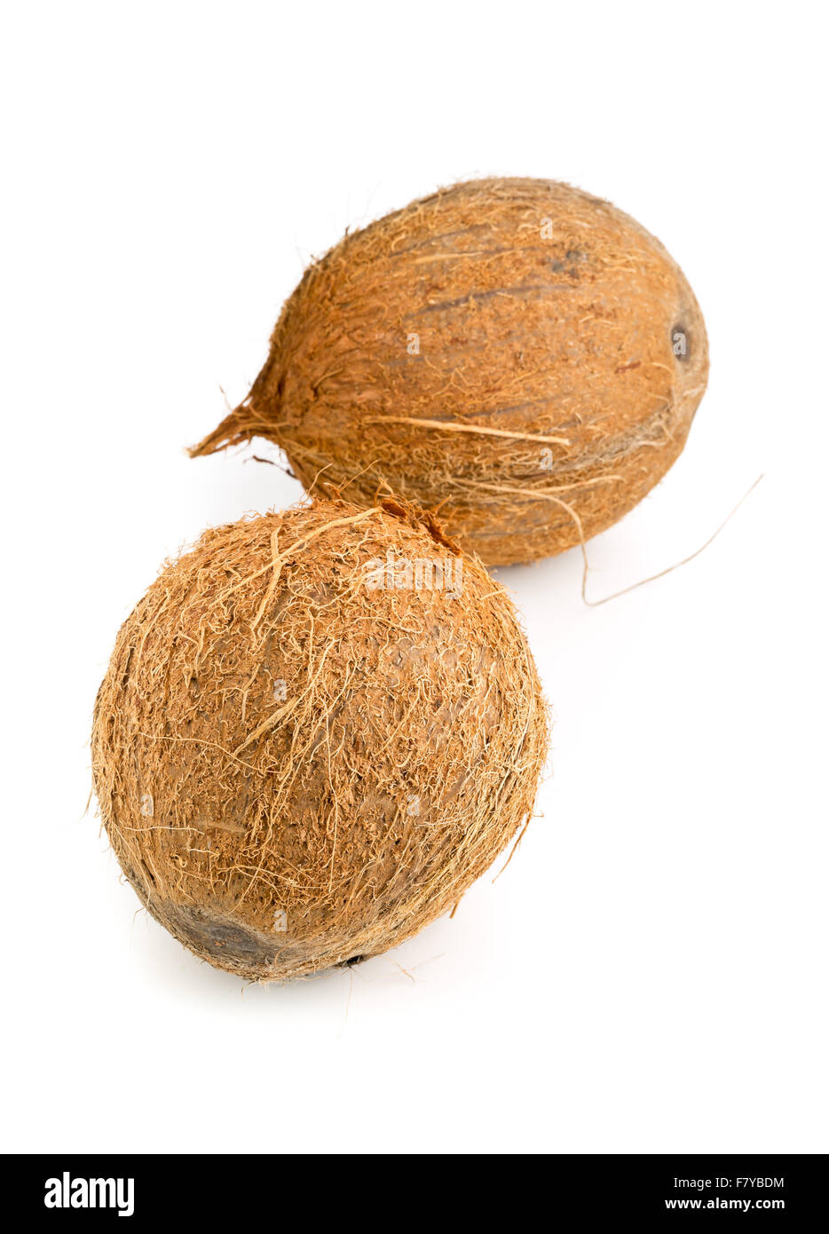 Zwei ganze ungeschnitten Kokosnüsse auf weißem Hintergrund Stockfoto