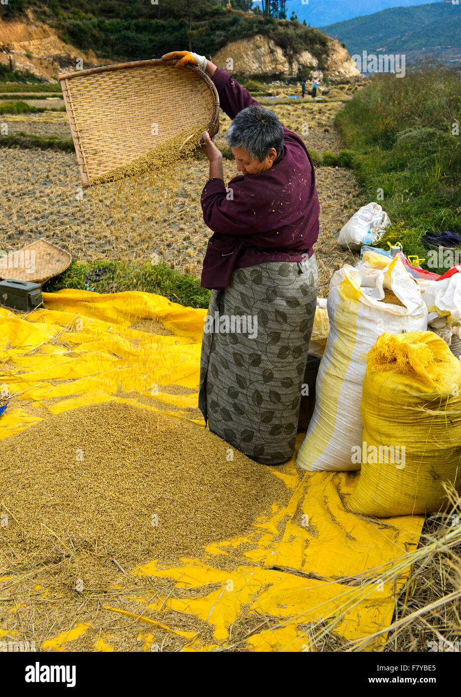 Bhutan Frau trennt Spreu vom Reis, Paro, Bhutan Stockfoto